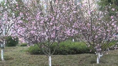 在那桃花盛開的地方