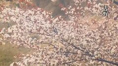 輕音樂 - 桜風