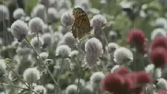 金盞花兒開了