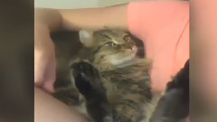 比孩子還可愛的動物(艾倫秀)