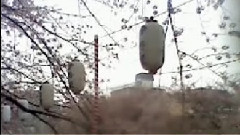 櫻花道