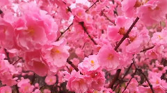 桃花朵朵開