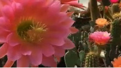 風景 - 2016年我的Echinopsis-Hybride Goldrose'和仙人掌