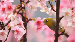 甜蜜蜜(新編)