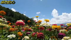 輕音樂 - 唯美音畫8 感動的心