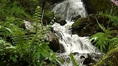 民樂群星 - 納里西莫