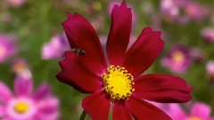 The Edge Of A Petal
