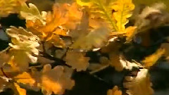 櫻花戀