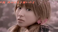 櫻花滿開