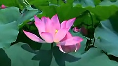 漁家謠