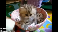 萌寵集錦