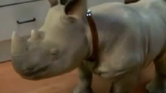 沉迷在音樂中不能自拔的犀牛