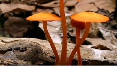 陽光下安靜的貓