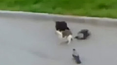 貓咪打架 二只灰鴿湊熱鬧