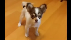 梁耀燮推特視頻更新