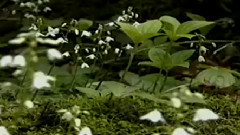 民樂群星 - 翡翠登潭