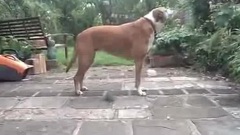 狗狗愛唱歌