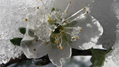 被雪覆蓋的柔情