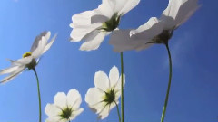 叫做你的那個人