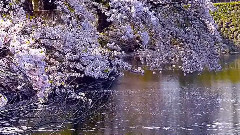 浪漫櫻花
