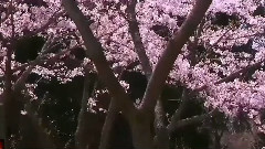 Childhood Memory