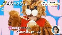貓中毒