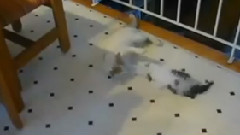 搞笑貓咪囧事集錦