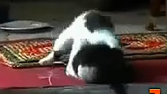 十大超萌搞笑貓咪