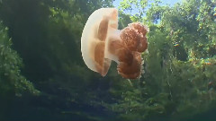 帕勞群島神奇水母湖