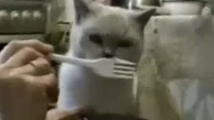 像人類一樣生活的喵星人