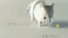 曾軼可的小貓21