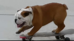 玩滑板技術超一流的斗牛犬
