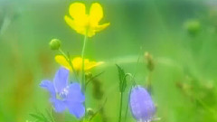 風雨薔薇