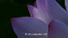 荷塘月色 粵語第二版