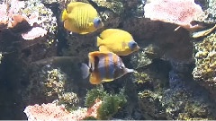 陽光小熊,24