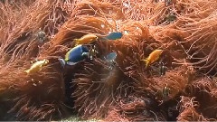 陽光小熊1