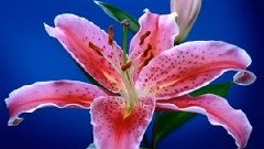 花鳥巡禮