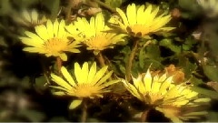 Flowers We Are