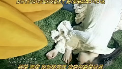 太陽之歌(劇情版)