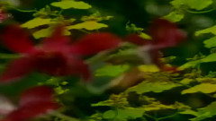 風擺翠竹