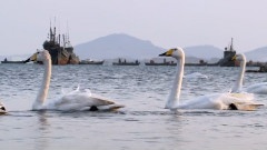 遙遠的小漁村