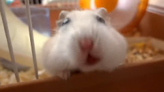 旋轉吧!倉鼠君