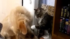 一塊漢堡引發的貓狗打斗