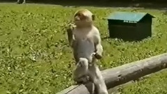 搞怪猴子集錦