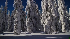 雪之夢