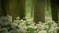 森林里的美麗神話