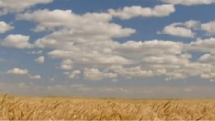Fields of Gold