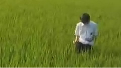 飛不起來的翅膀