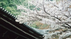 月下待杜鵑不來