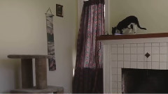 8 MITóW NA TEMAT KOTóW